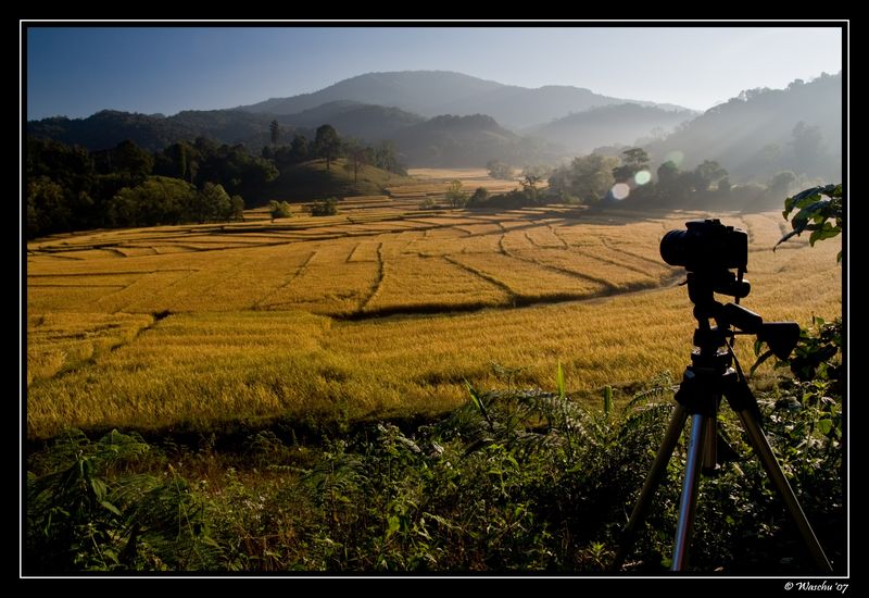 Rice Paddy.jpg